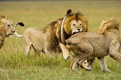 《远征军：罗马》新预告片展示回合制战斗＆升级